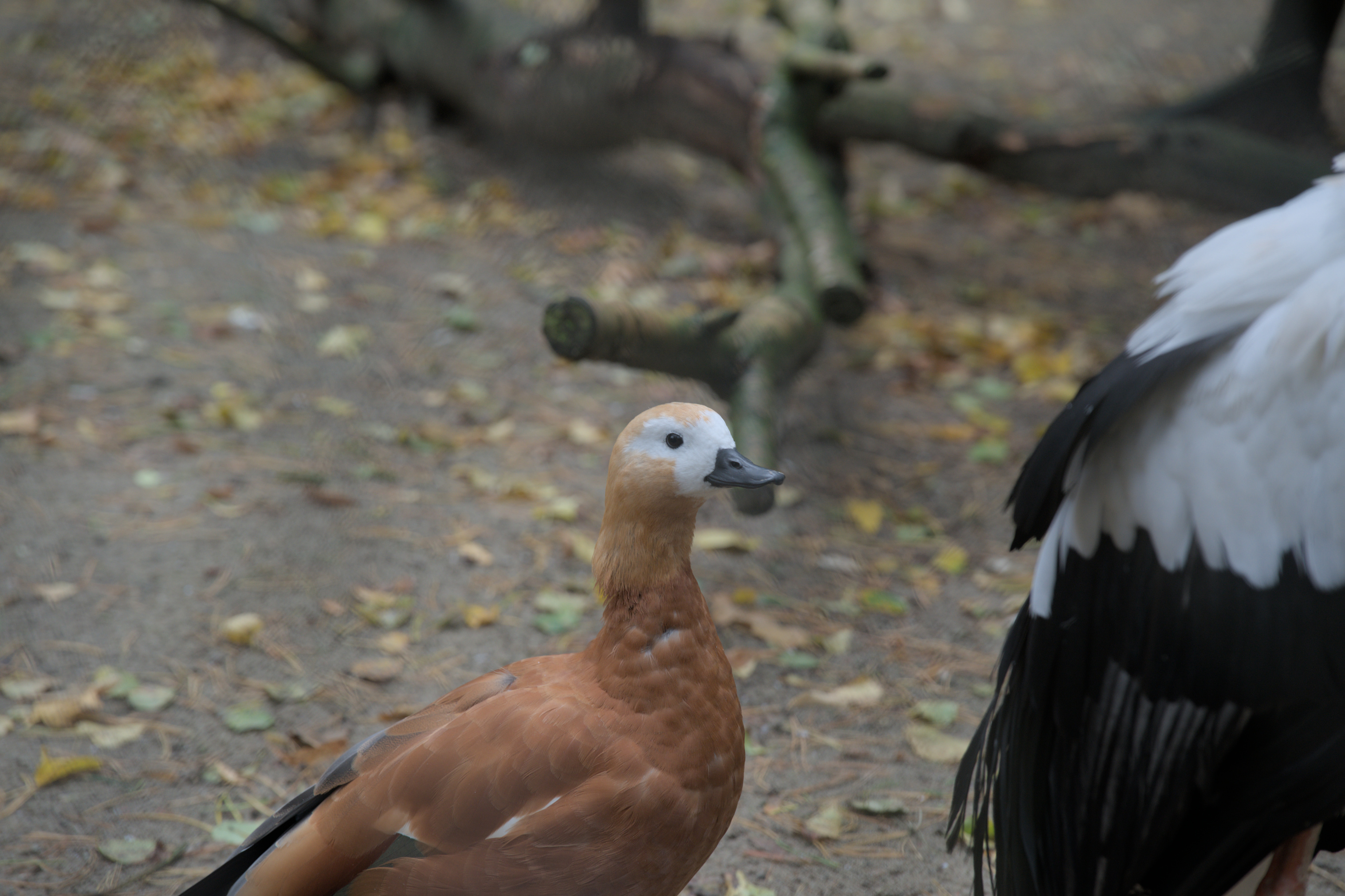 2025/10/12 - zoo/DSC_0085.jpg
